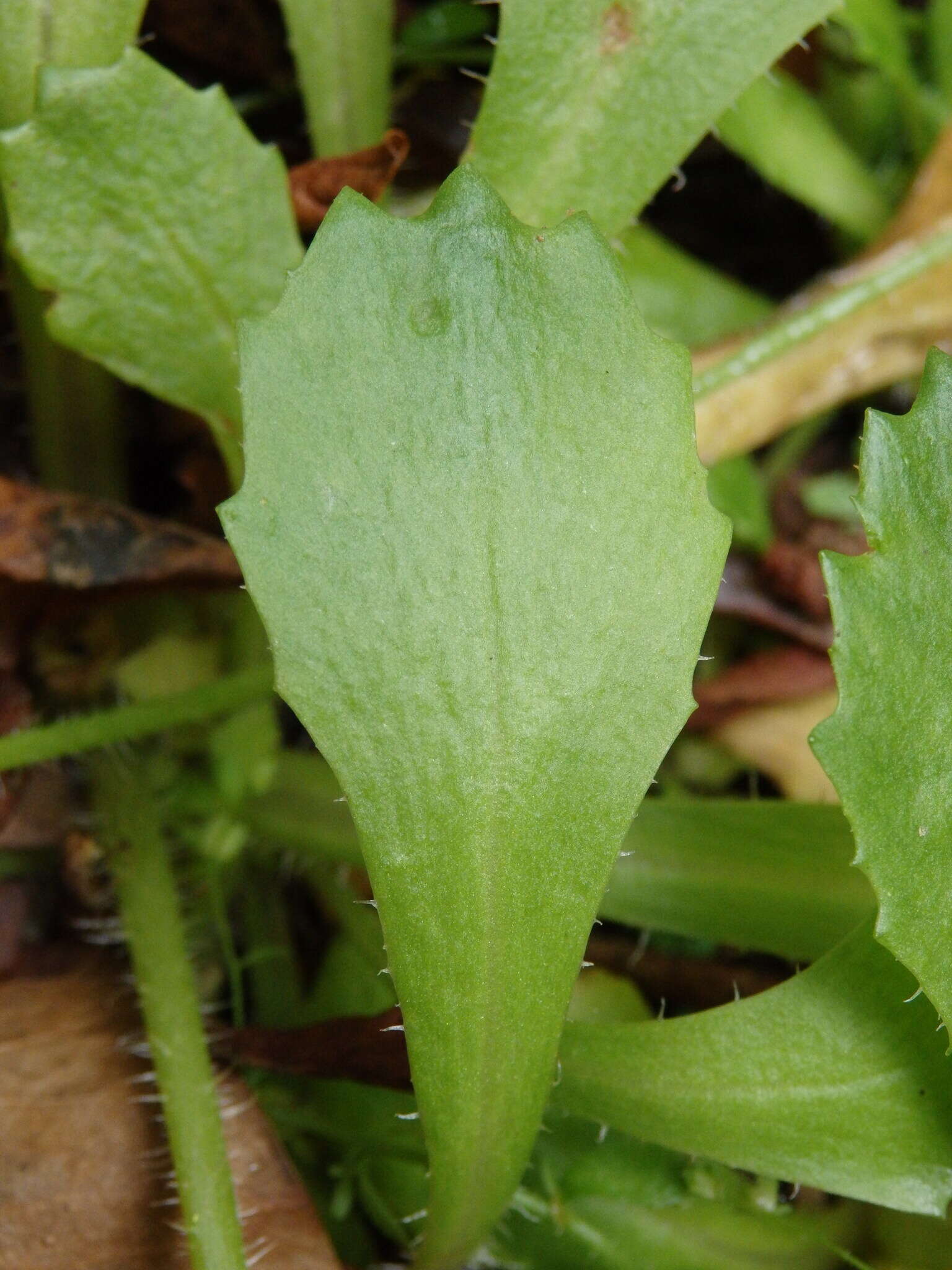 Imagem de Micranthes clusii subsp. lepismigena (Planellas) Gornall