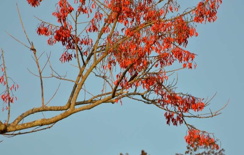 Image of Erythrina verna Vell.