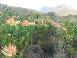 Imagem de Leucadendron burchellii I. J. M. Williams