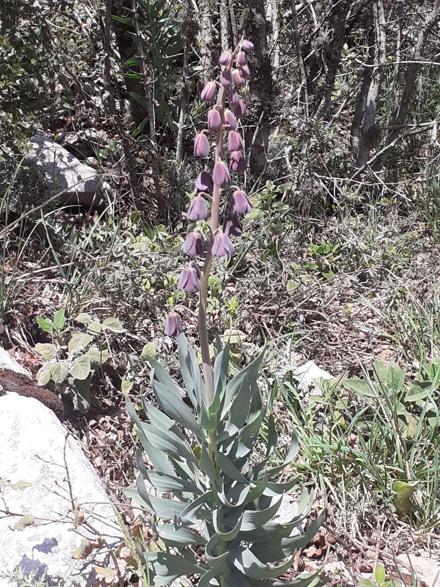 Plancia ëd Fritillaria persica L.