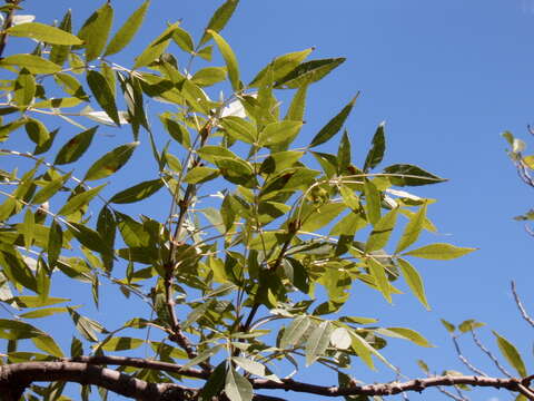 Image of Narrow-leafed Ash