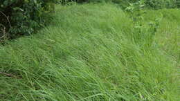 Image of African Bermudagrass