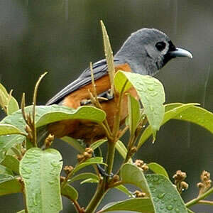 Image of Black-faced Monarch