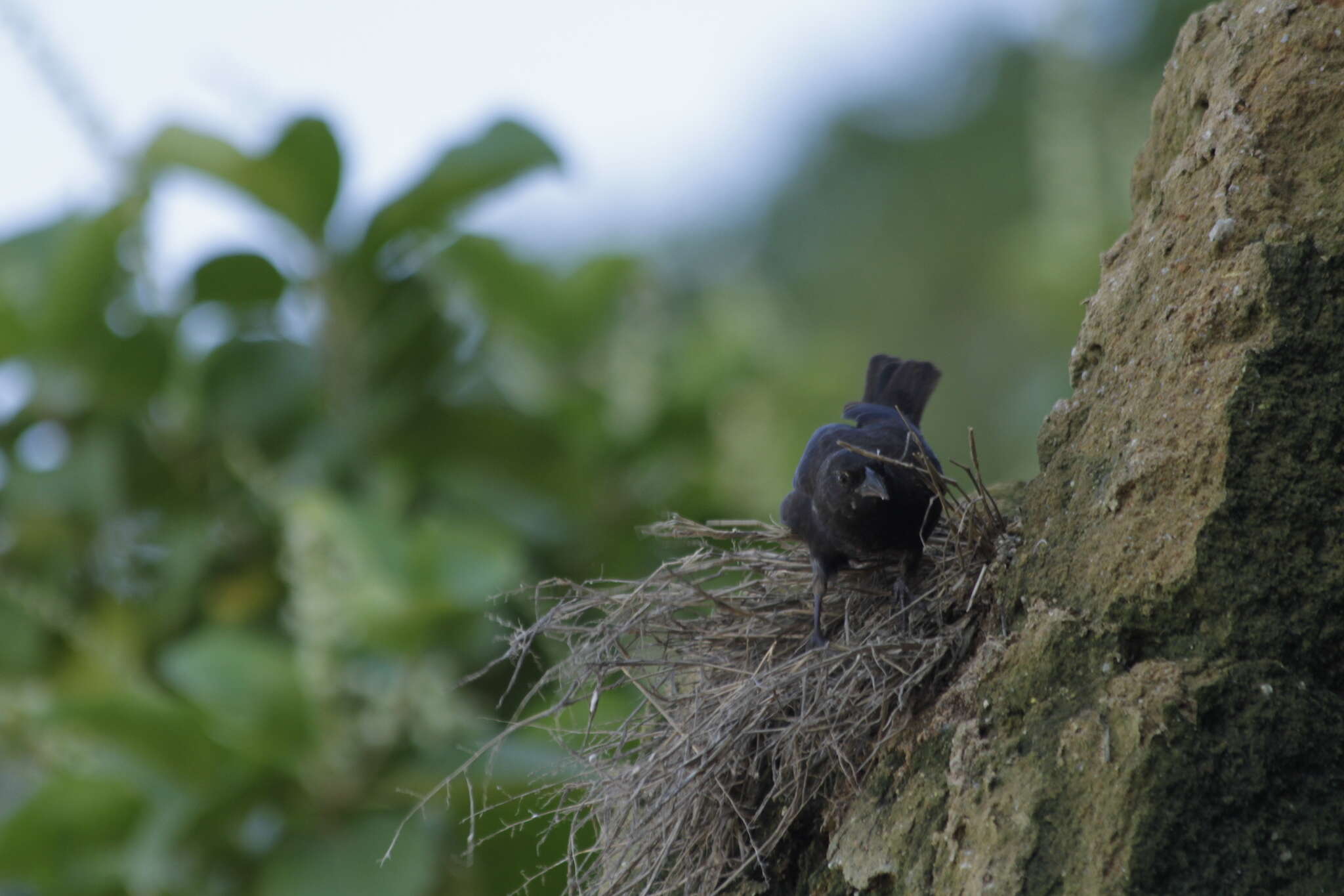 Image of Vampire Ground Finch