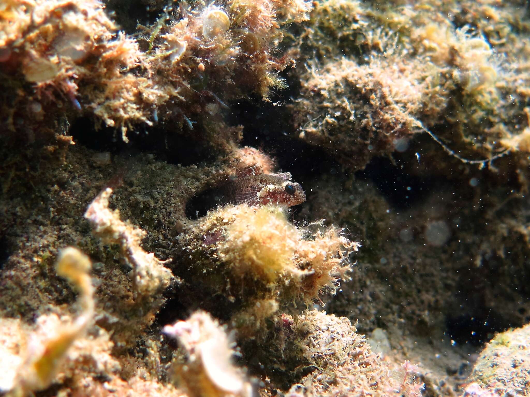 Image of Large-headed goby