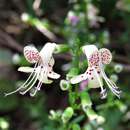 Слика од Dicerandra frutescens subsp. modesta Huck