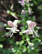 Imagem de Dicerandra frutescens subsp. modesta Huck