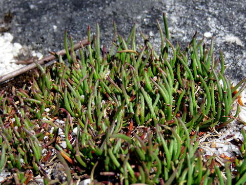 Image of Centella caespitosa Adamson