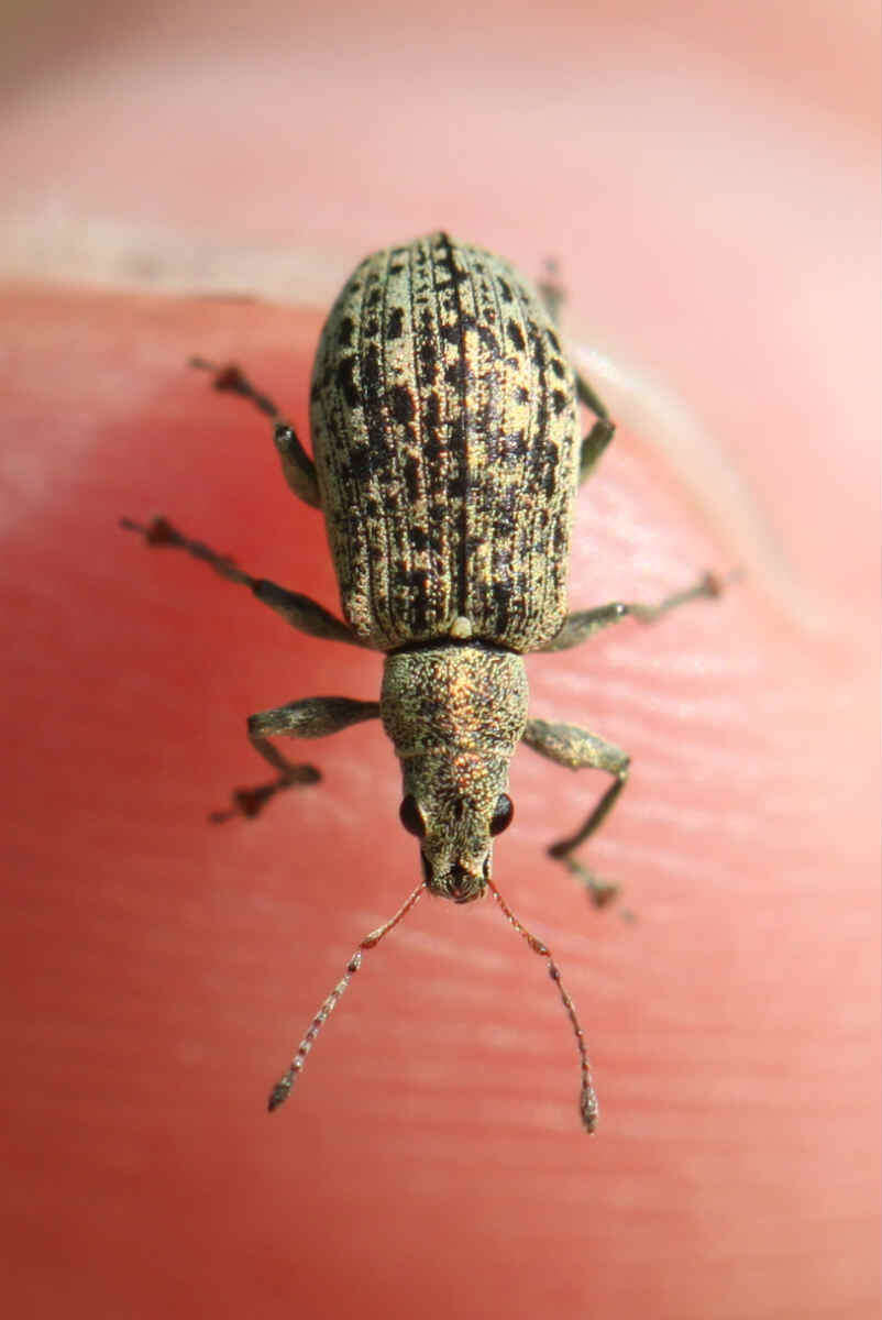 Polydrusus (Eurodrusus) cervinus (Linnaeus 1758) resmi