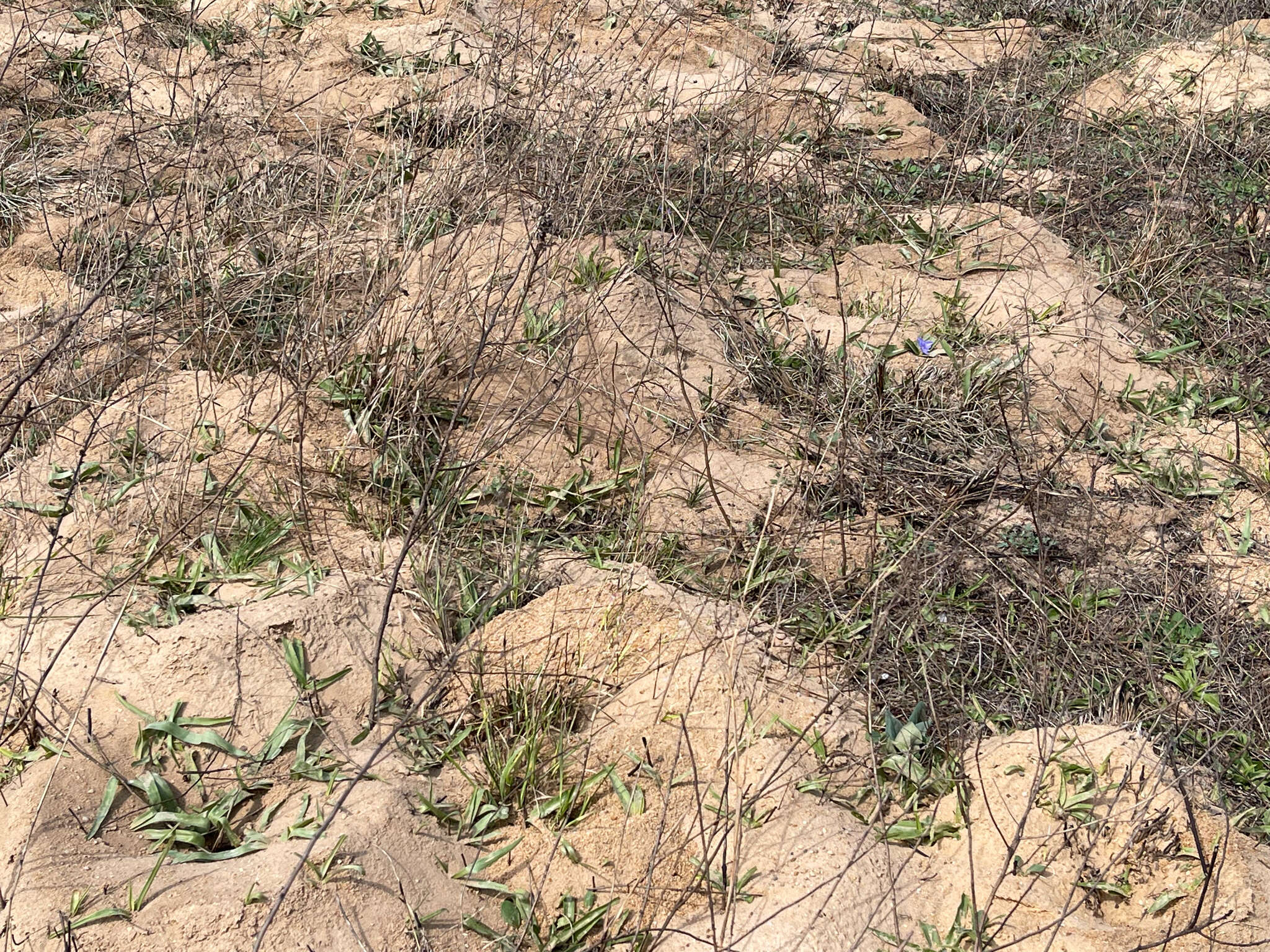 Image of diffuse spiderwort