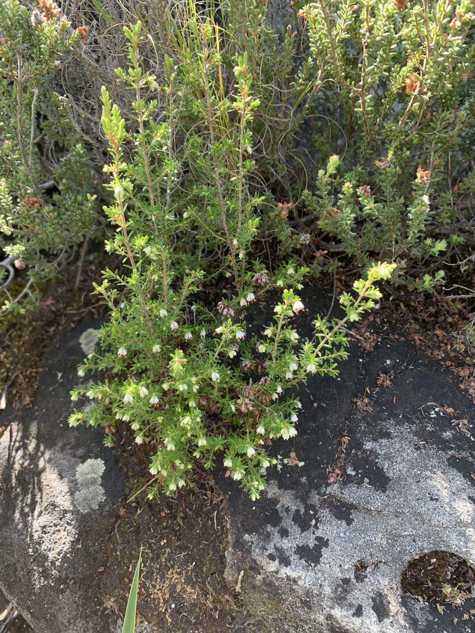 Image of Erica genistifolia Salisb.