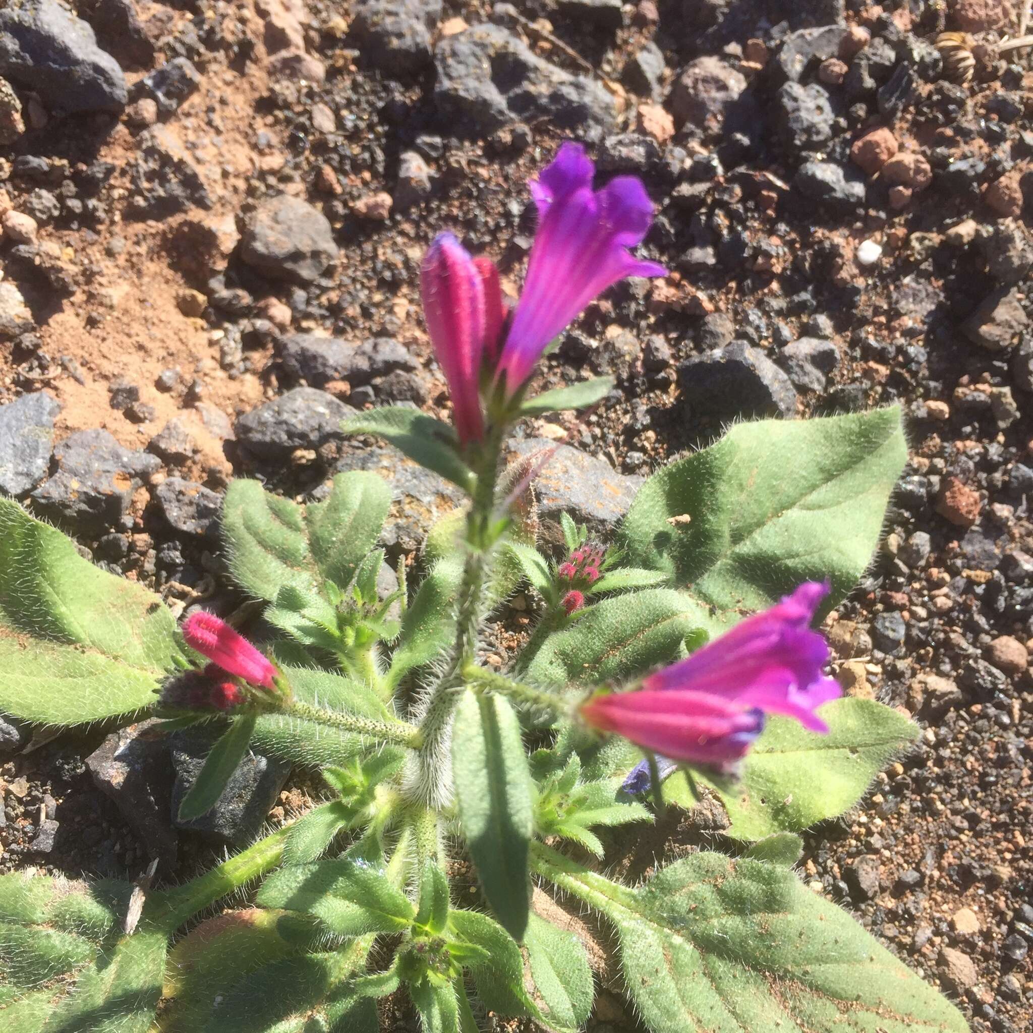 Imagem de Echium lancerottense Lems & Holzapfel