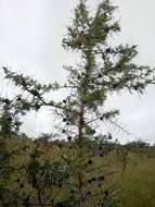 Image of Vachellia drepanolobium (Y. Sjöstedt) P. J. H. Hurter