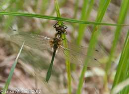 Image of Little Emeralds