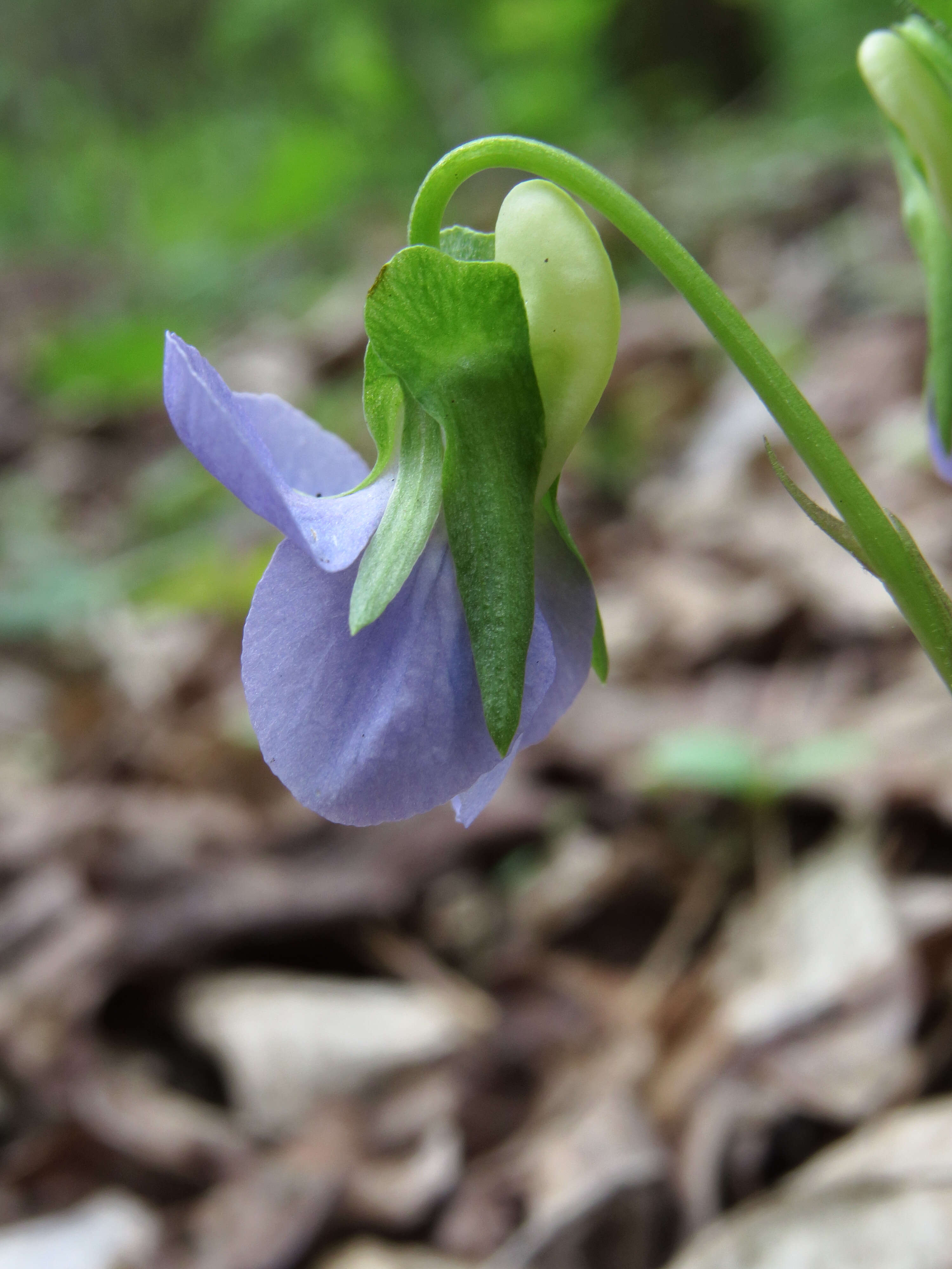 Image of common dog-violet