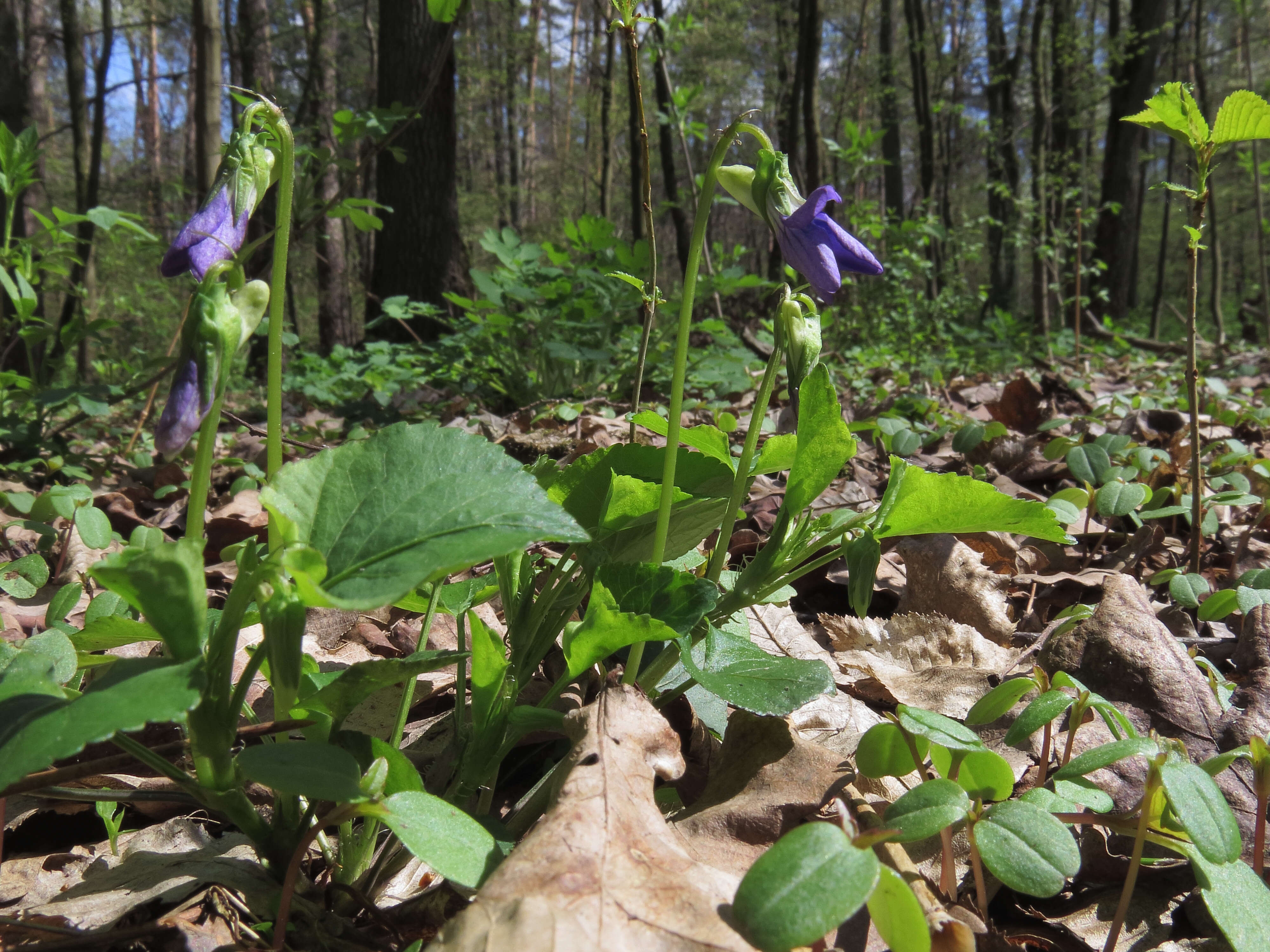 Image of common dog-violet