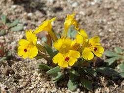 Image of Carson Valley monkeyflower