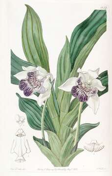 Image of Fanshape orchid