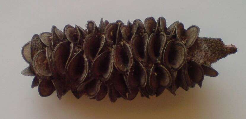 Imagem de Banksia integrifolia L. fil.