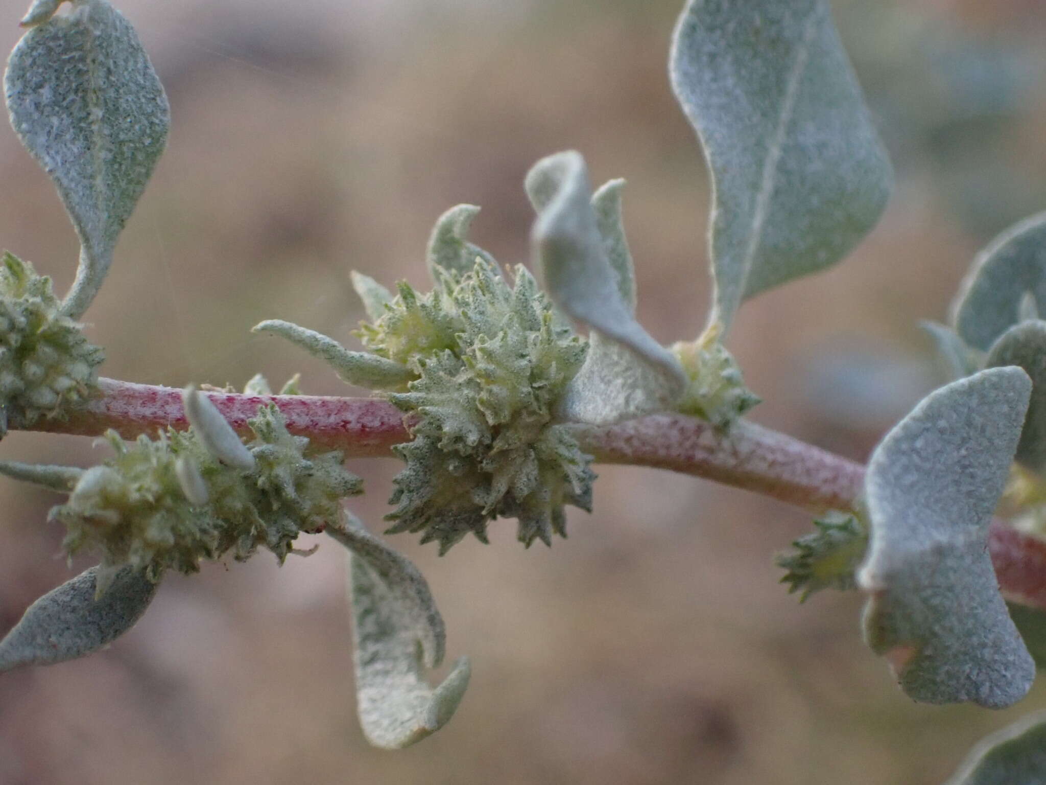 Imagem de Atriplex barclayana (Benth.) D. Dietr.