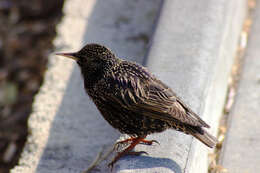 Image of Sturnus Linnaeus 1758