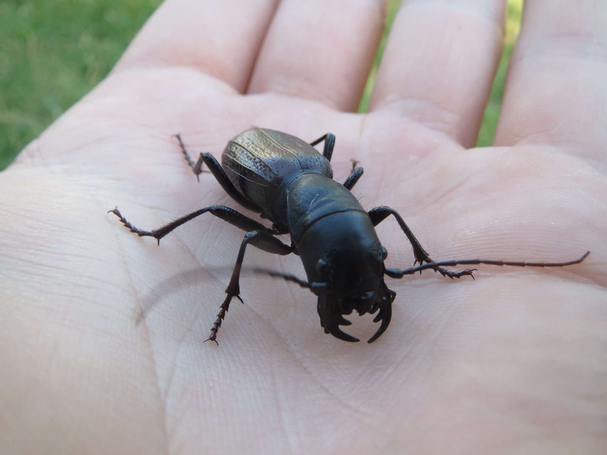 Image of Great Plains Giant Tiger Beetle