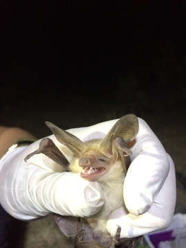 Image of pallid bat