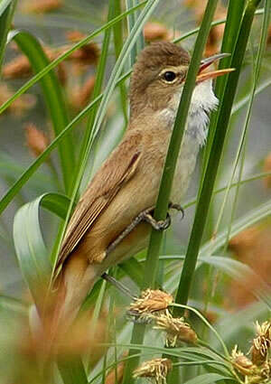 Image of Australian Reed Warbler