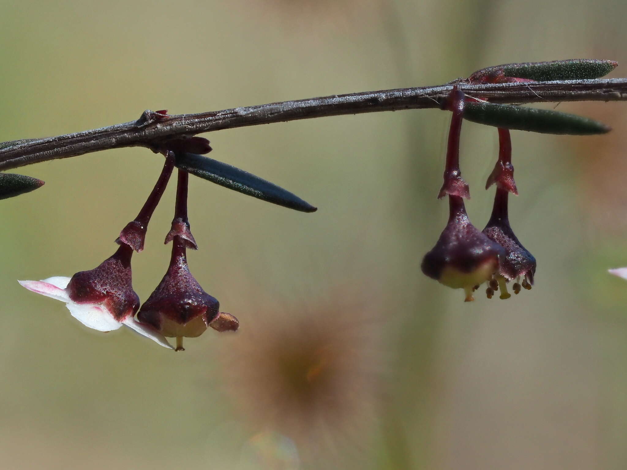 Image of Euryomyrtus ramosissima subsp. prostrata (Hook. fil.) Trudgen