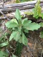 Image of Plectranthus spicatus E. Mey.