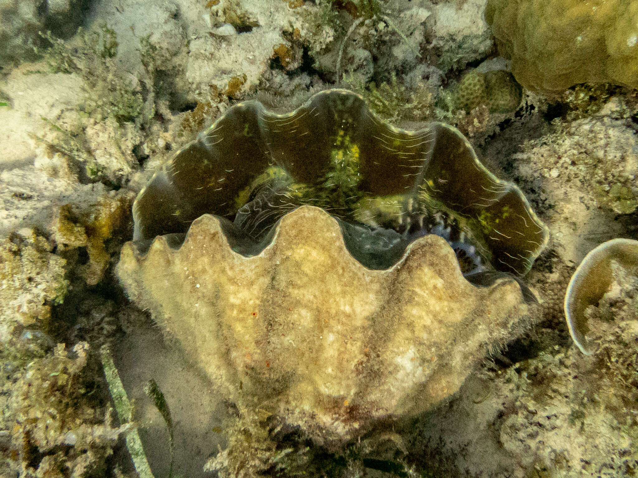 Image of China Clam