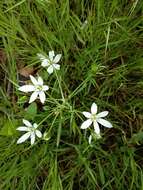 Imagem de Ornithogalum divergens Boreau