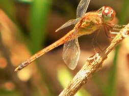 Sivun Erythrodiplax umbrata (Linnaeus 1758) kuva