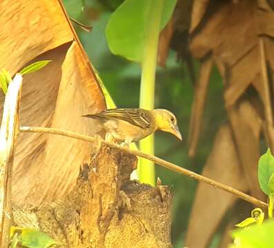 Image of Giant Weaver