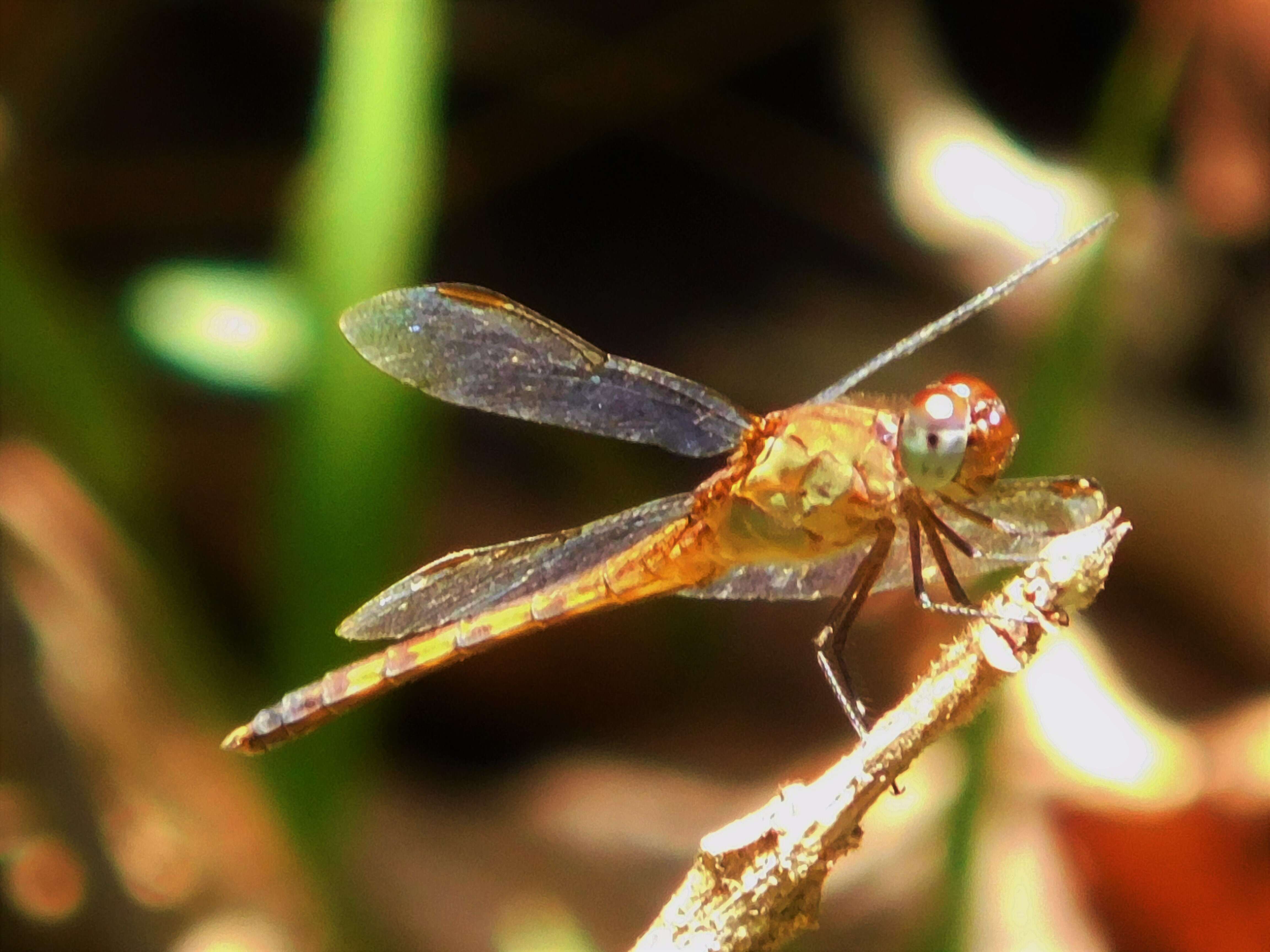 Sivun Erythrodiplax umbrata (Linnaeus 1758) kuva