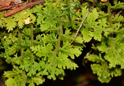 Image of Trichocolea mollissima (Hook. fil. & Taylor) Gottsche