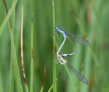 Image of Senegal bluetail