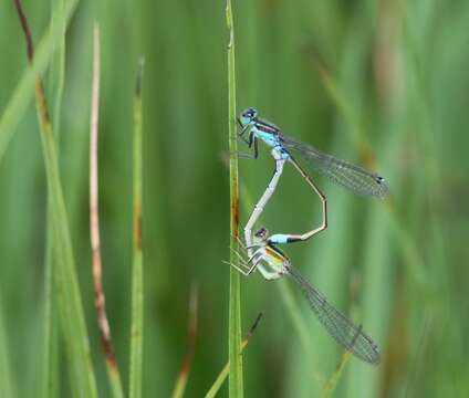 Image of Senegal bluetail