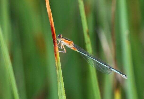 Image of Senegal bluetail