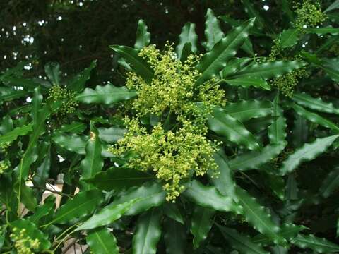 Image of White Ironwood