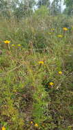 Tagetes subulata Cerv. resmi