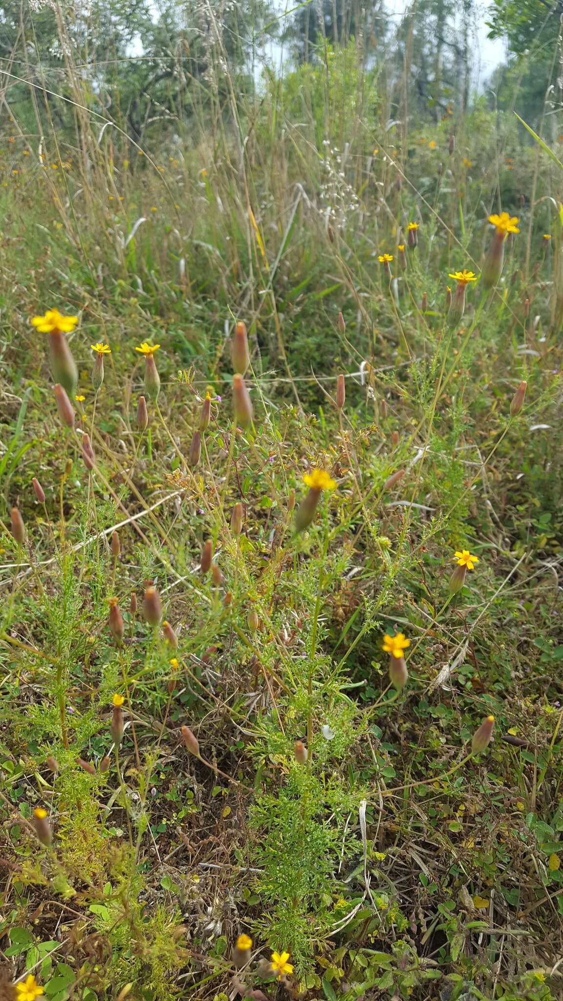 Image of Tagetes subulata Cerv.