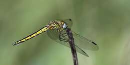 Image of Highland Dropwing