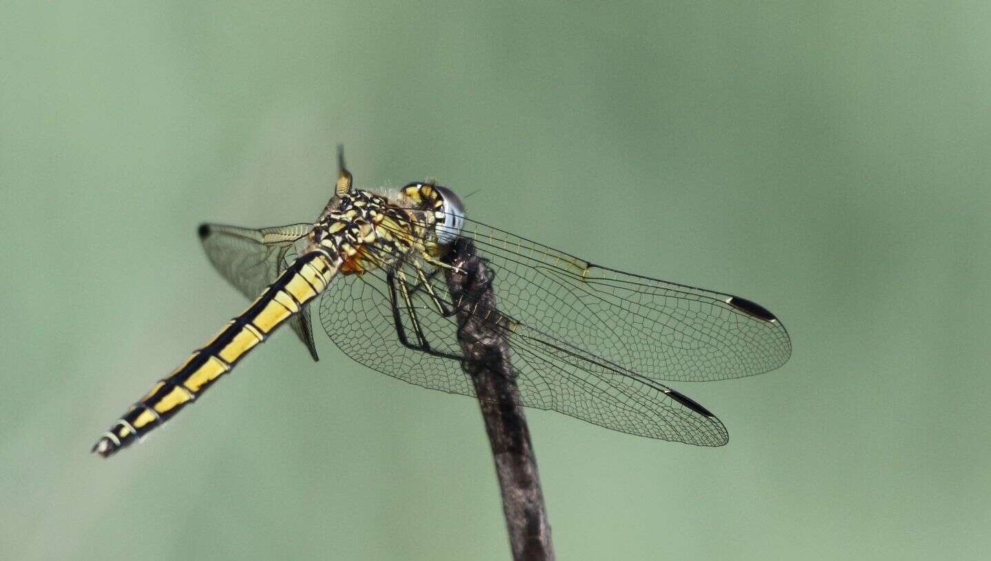 Image of Highland Dropwing