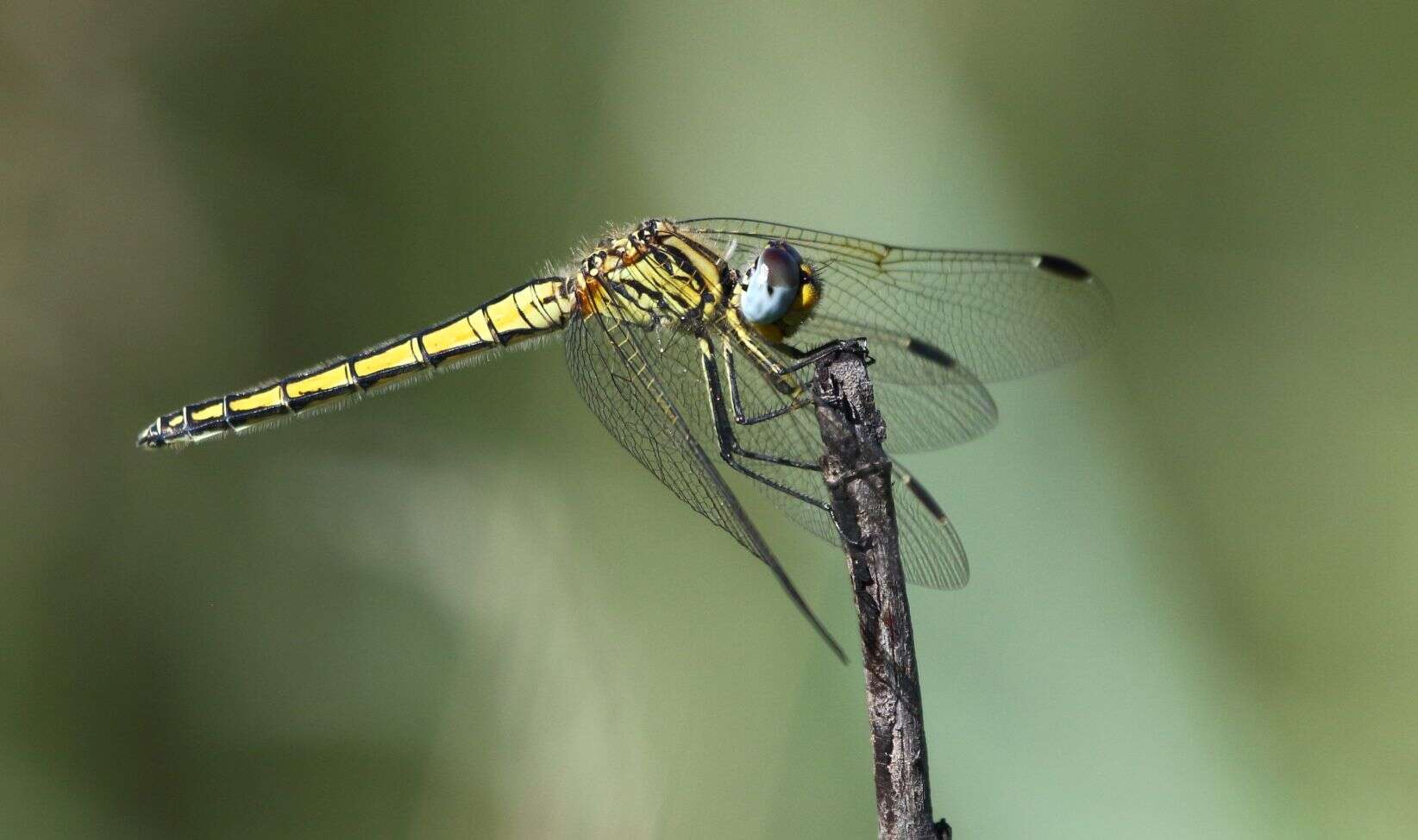 Image of Highland Dropwing