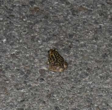 Image of Iberian Spadefoot Toad