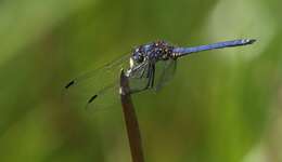 Image of Highland Dropwing