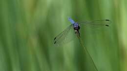 Image of Highland Dropwing