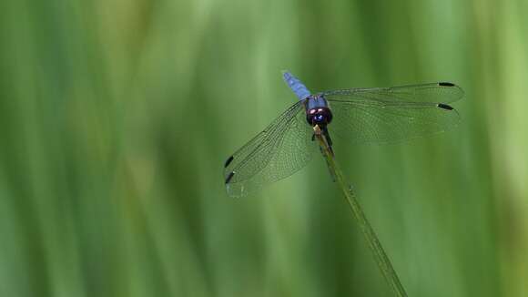 Image of Highland Dropwing