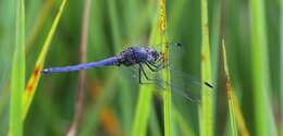 Image of Highland Dropwing